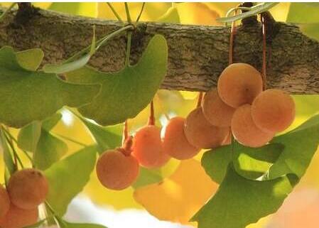 银杏树种子的种植方法 银杏树的价值和用途 - 价格行情 - 农村致富经