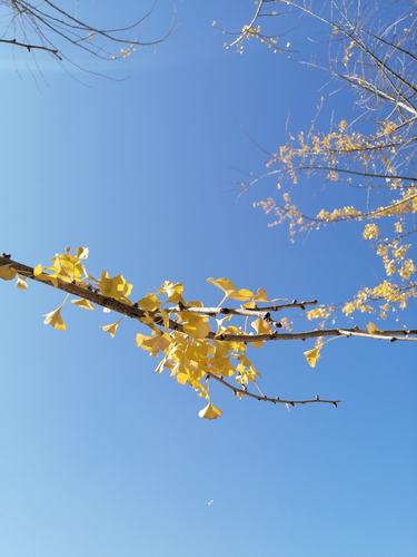 去年种植的银杏树,今年秋冬已开始有黄叶了,尽管叶片有些稀疏,但那