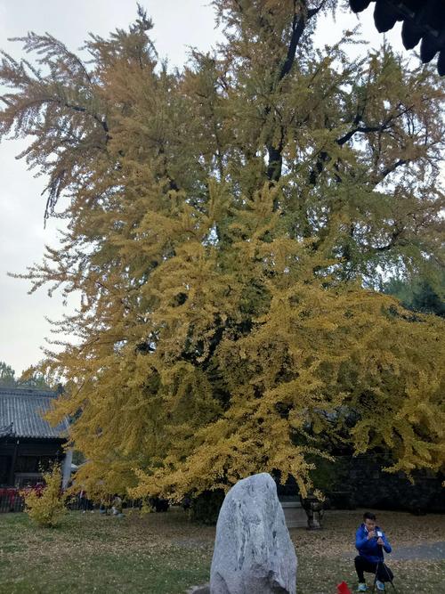 古观音禅寺李世民亲种银杏树